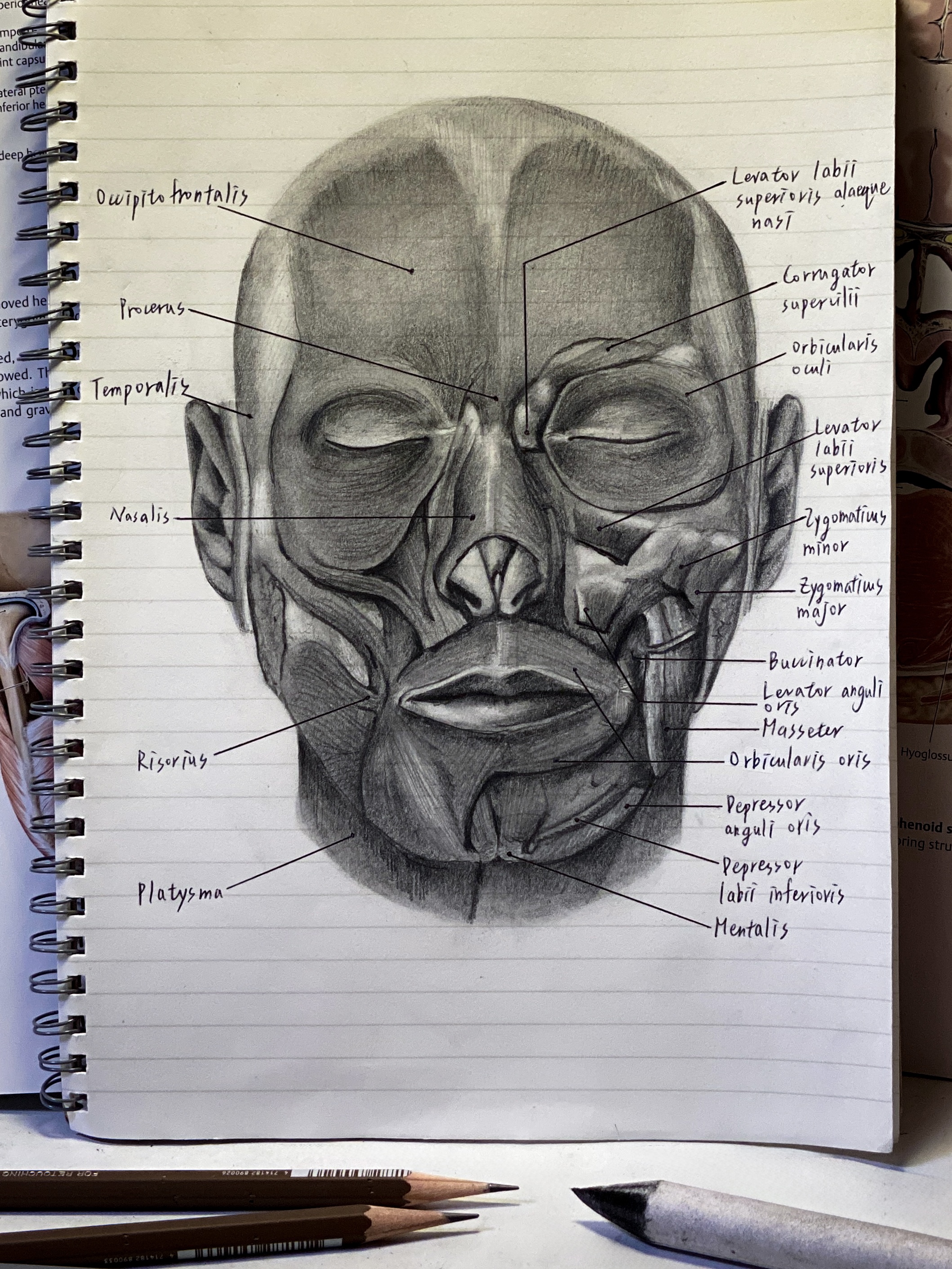 Graphite study of facial musculature